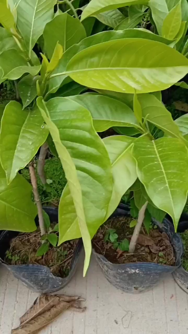 玉兰花/正品嫁接苗/