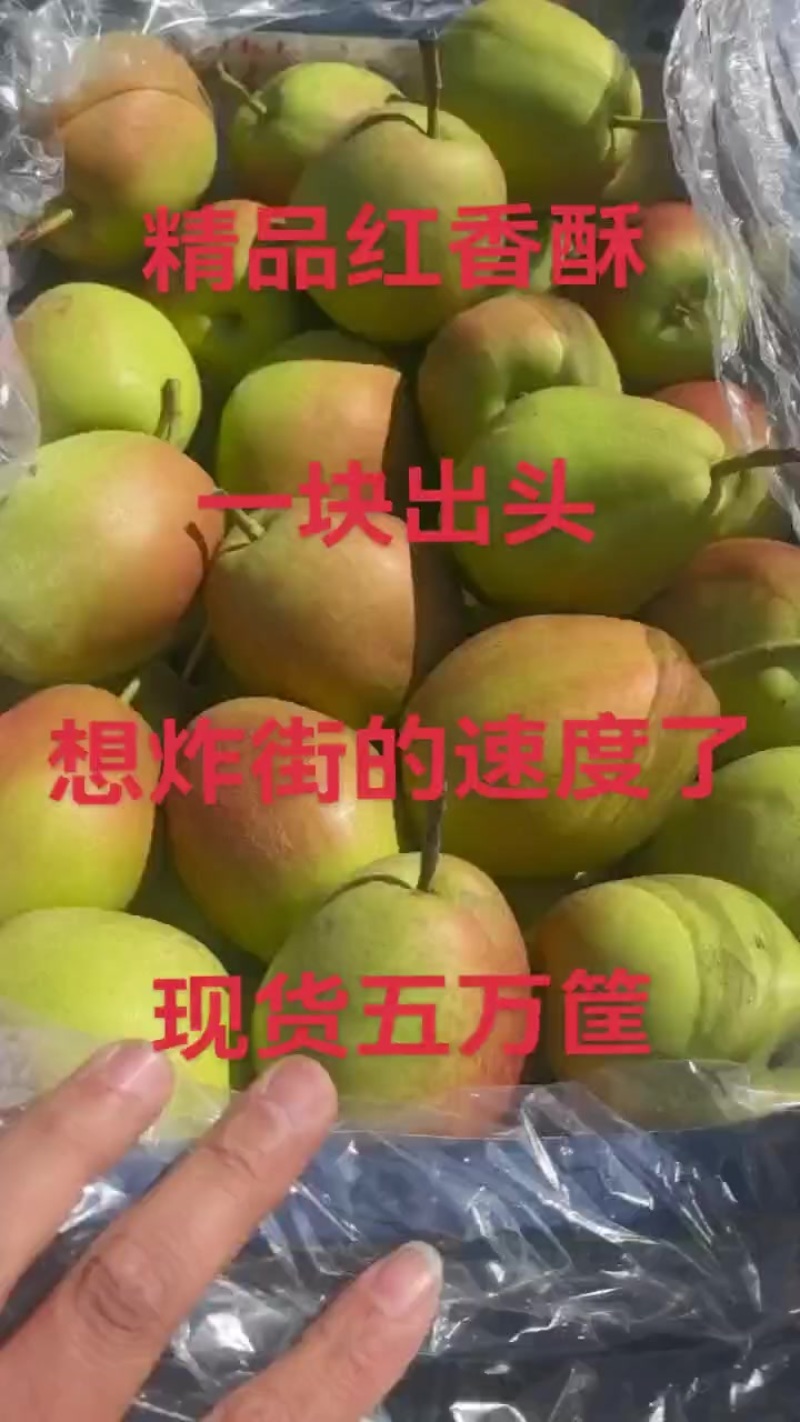 红香酥梨