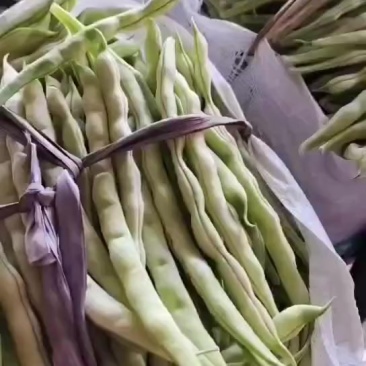 3.19号芸豆大量精品有货