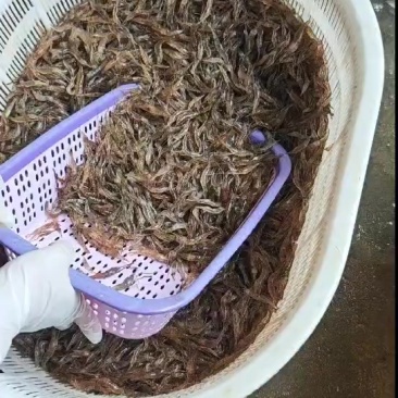 非常漂亮的新鲜河虾