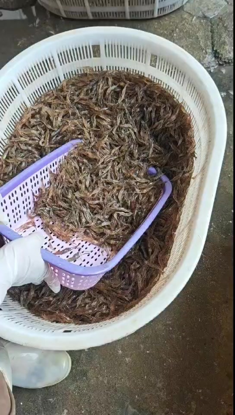 非常漂亮的新鲜河虾