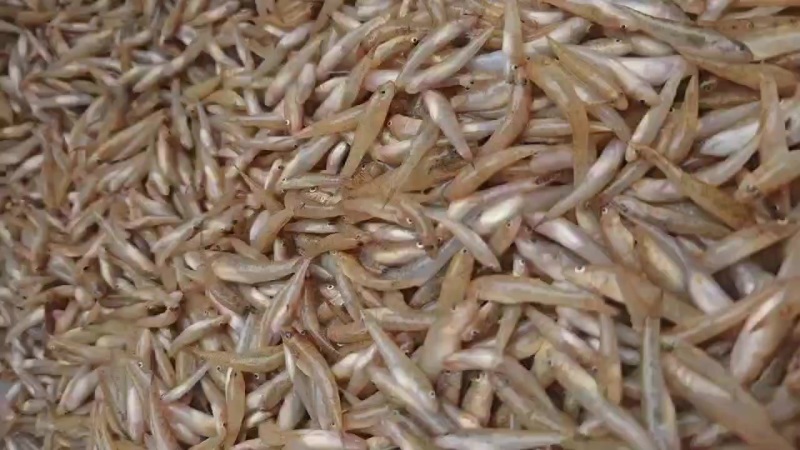 小黄鱼大量有货，每天新鲜上货