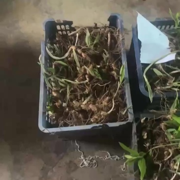 多花姜型