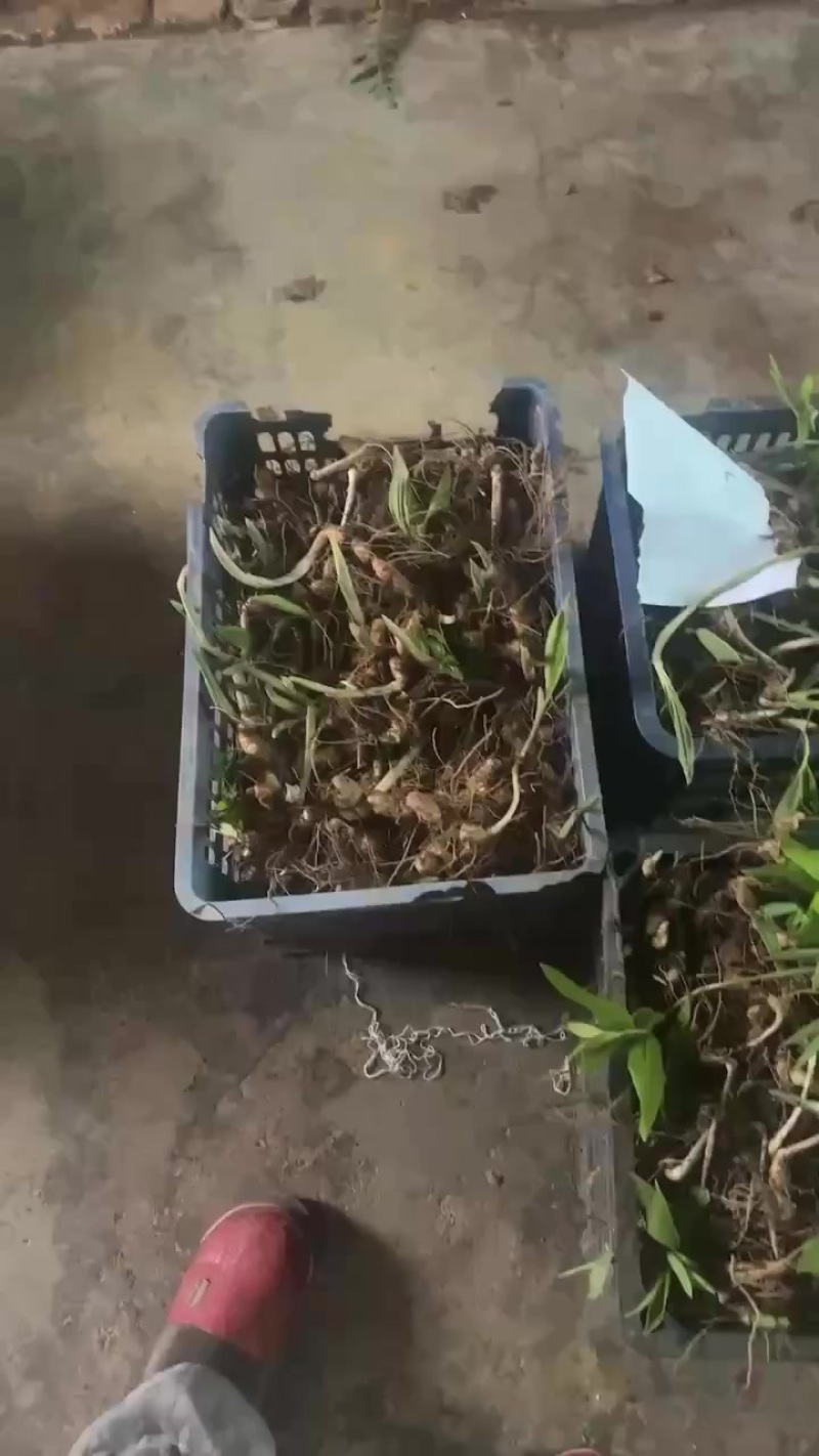 多花姜型
