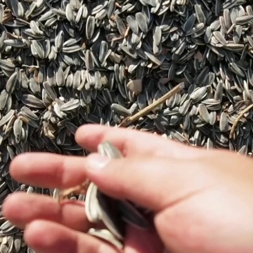 食葵，已经筛选完了，包100斤，共计现货400-500包