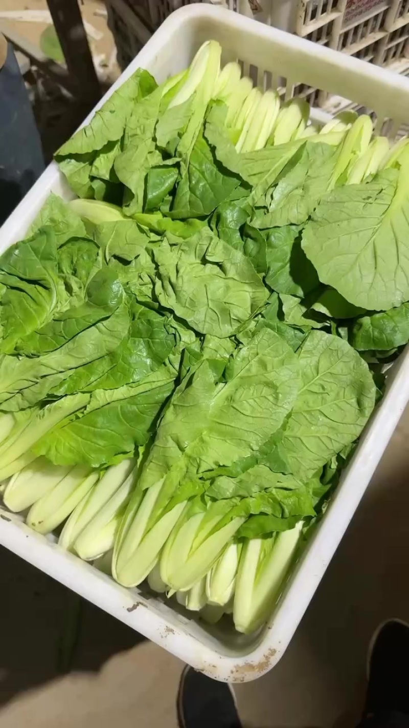 精品小白菜。快菜。奶白菜