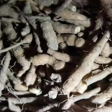 撅麻