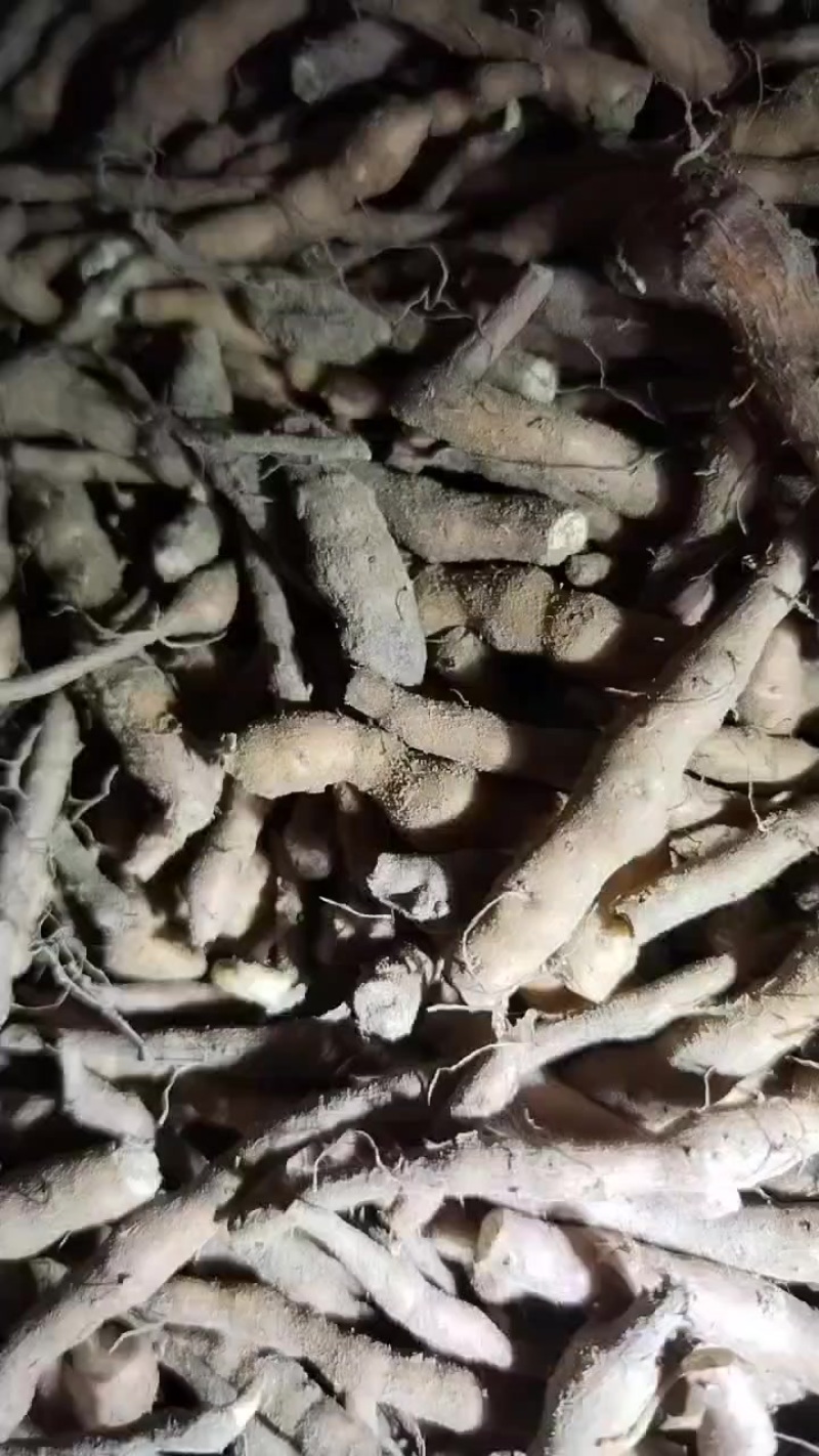 撅麻