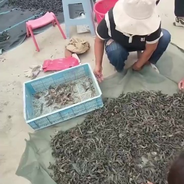 水蛭干品