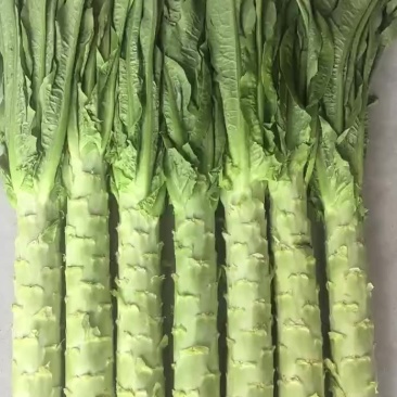 精品莴笋莴笋杆子