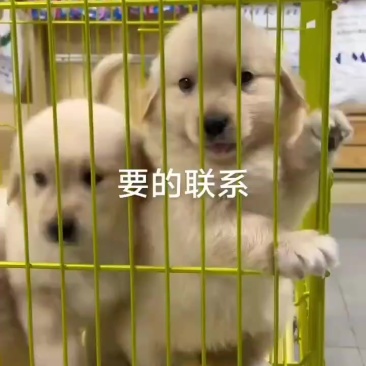 精品金毛犬