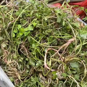 贵州野芹菜（实拍）野生高坡上挖的，市面上没有