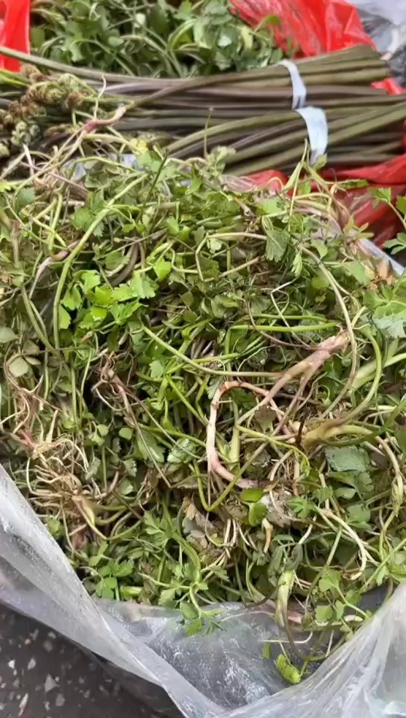 贵州野芹菜（实拍）野生高坡上挖的，市面上没有