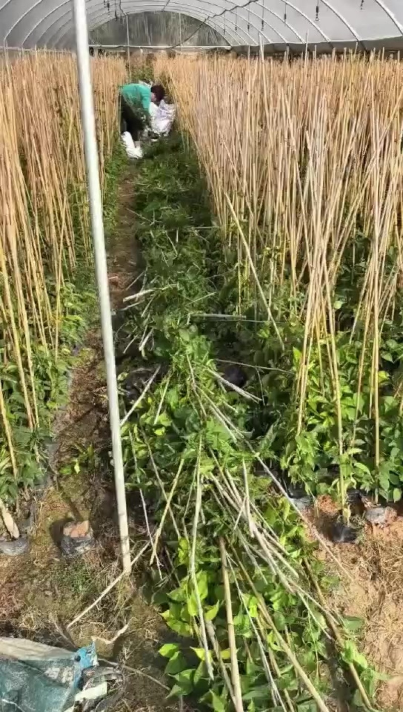 炮仗花20-2米高
