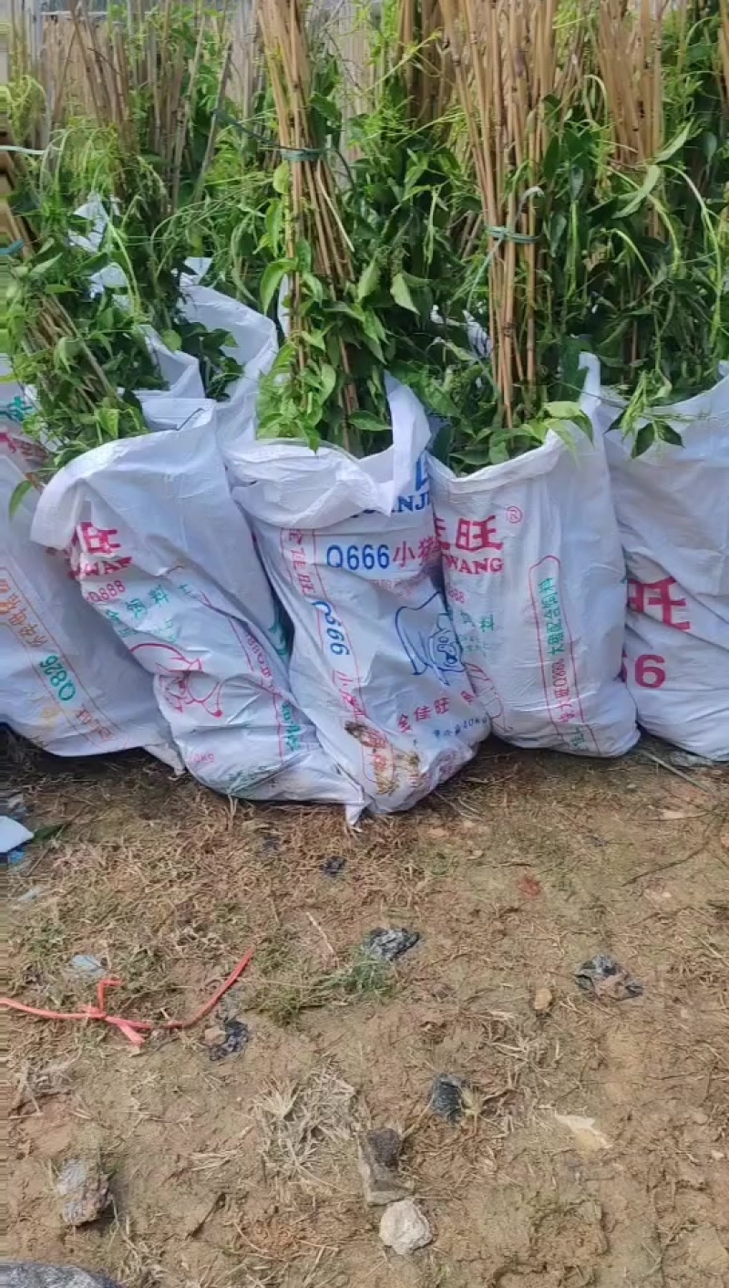 炮仗花20-2米高