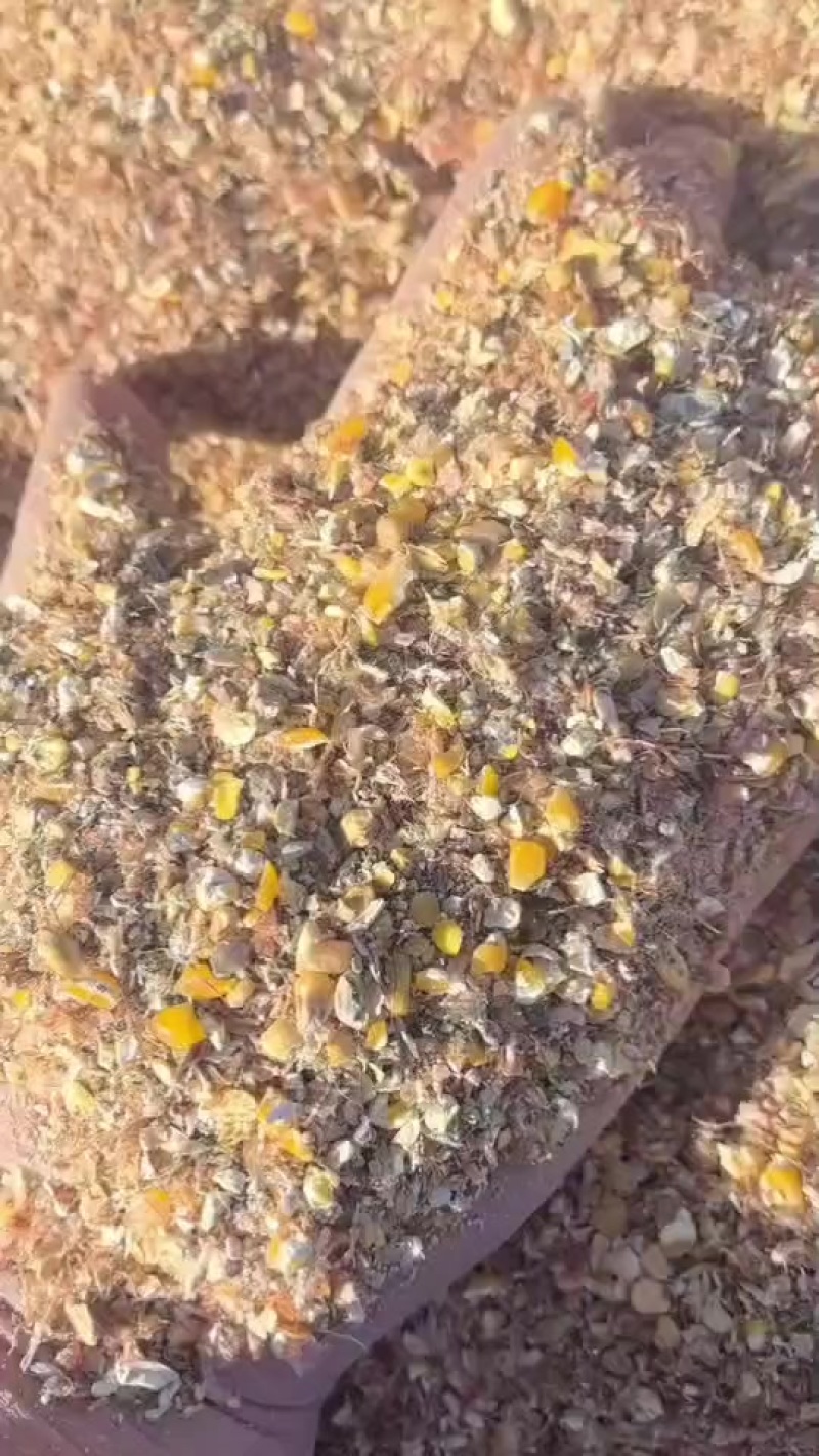 毛粮碎玉米养殖牛羊专用