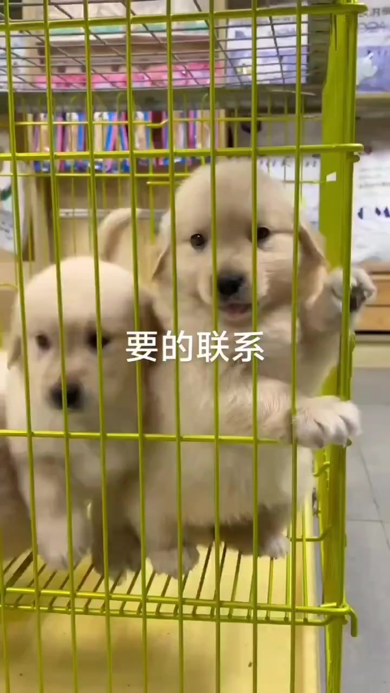 精品金毛犬