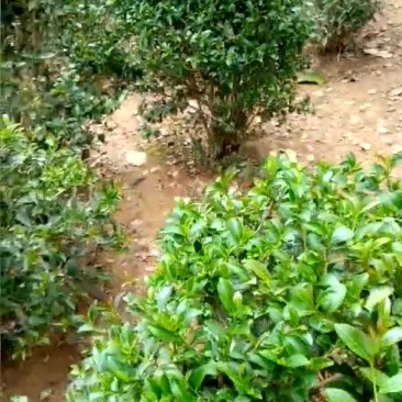 茶叶