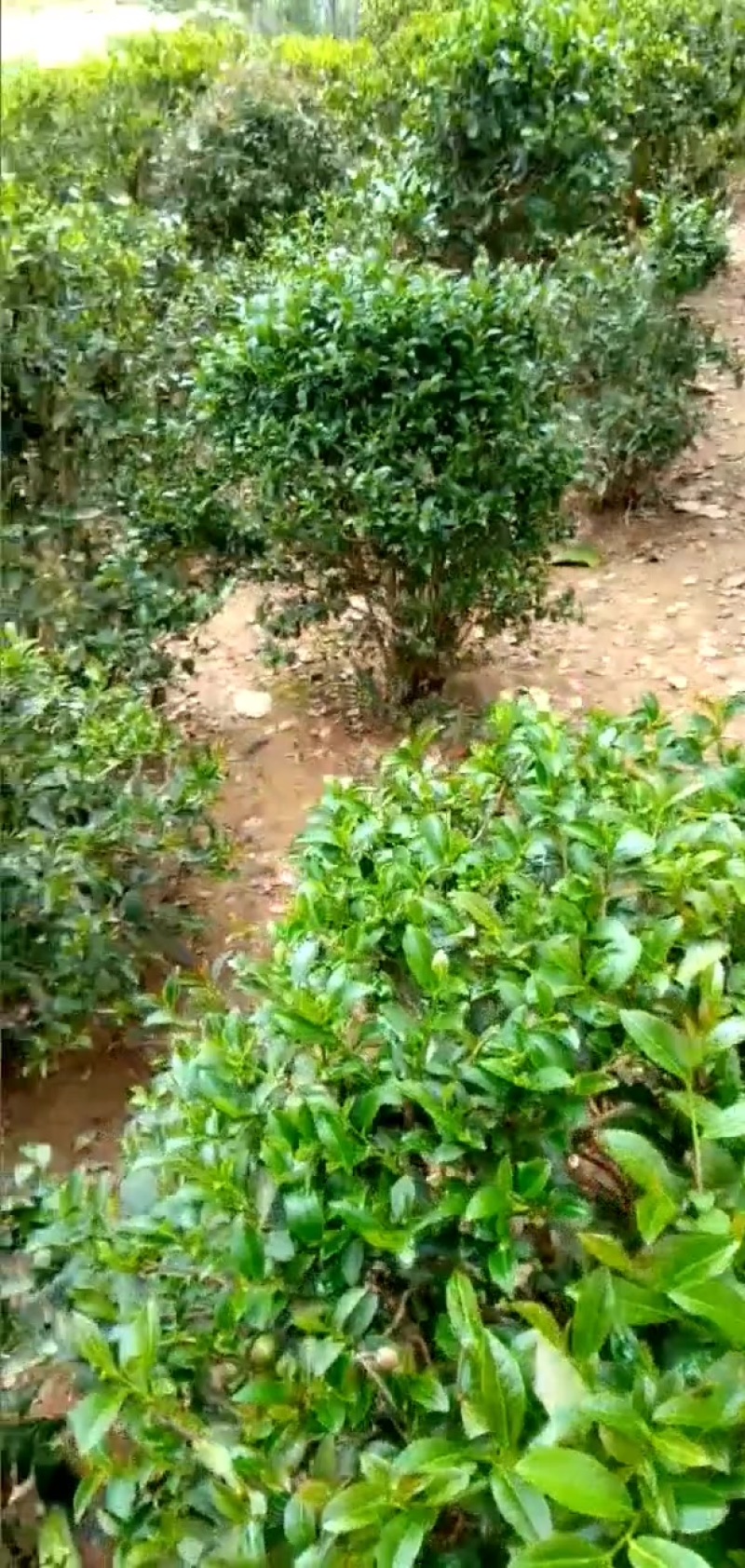 茶叶