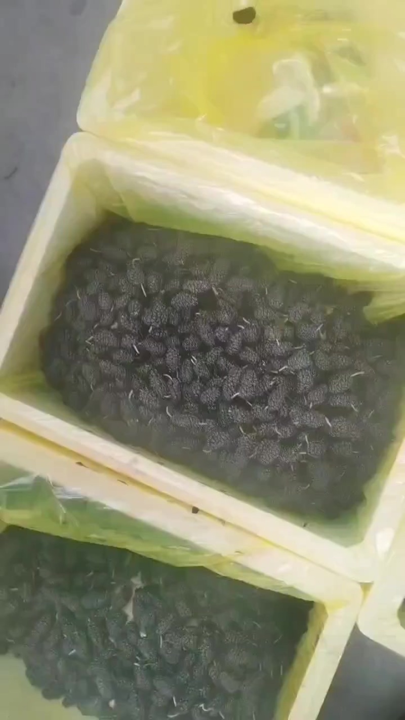 桑椹熟了