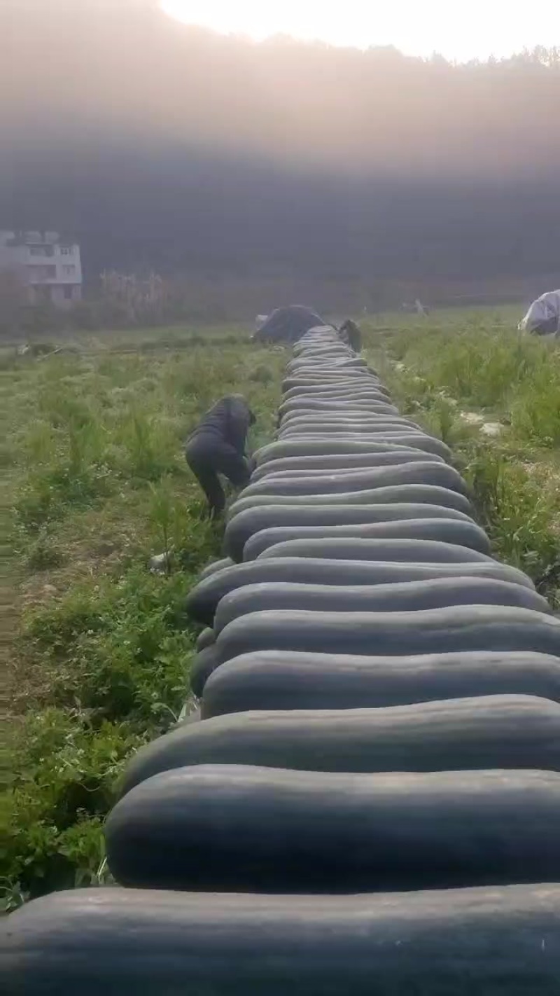 黑皮吊冬瓜质量很好