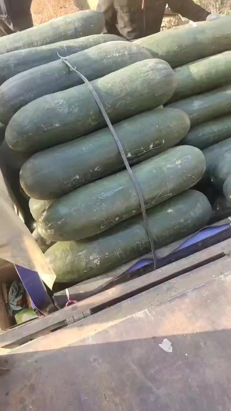 黑皮吊冬瓜质量很好