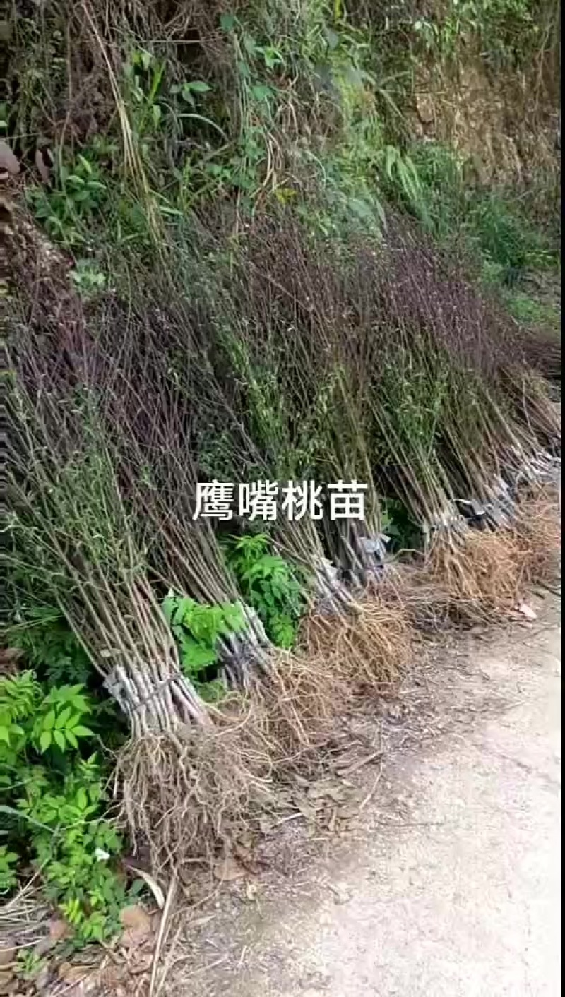 鹰嘴桃苗
