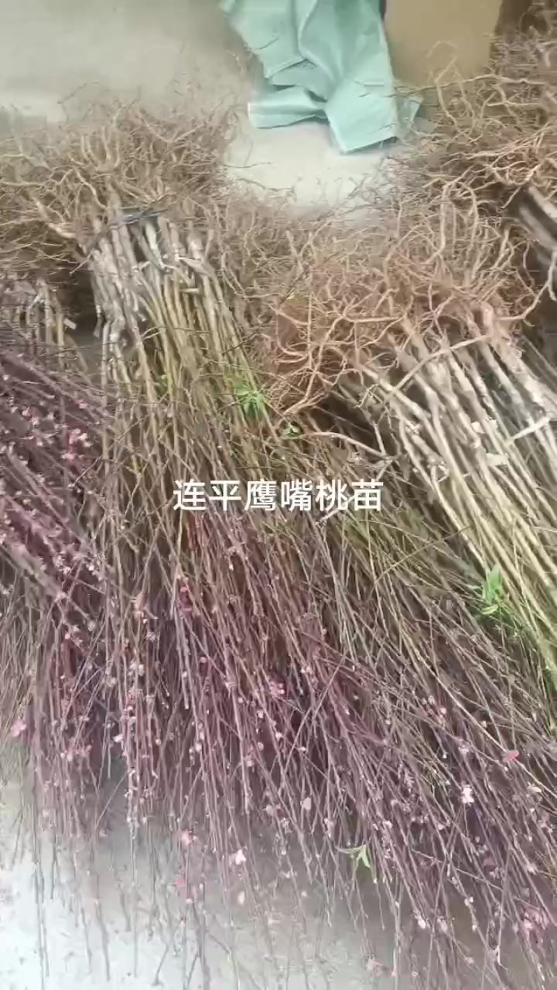 鹰嘴桃苗