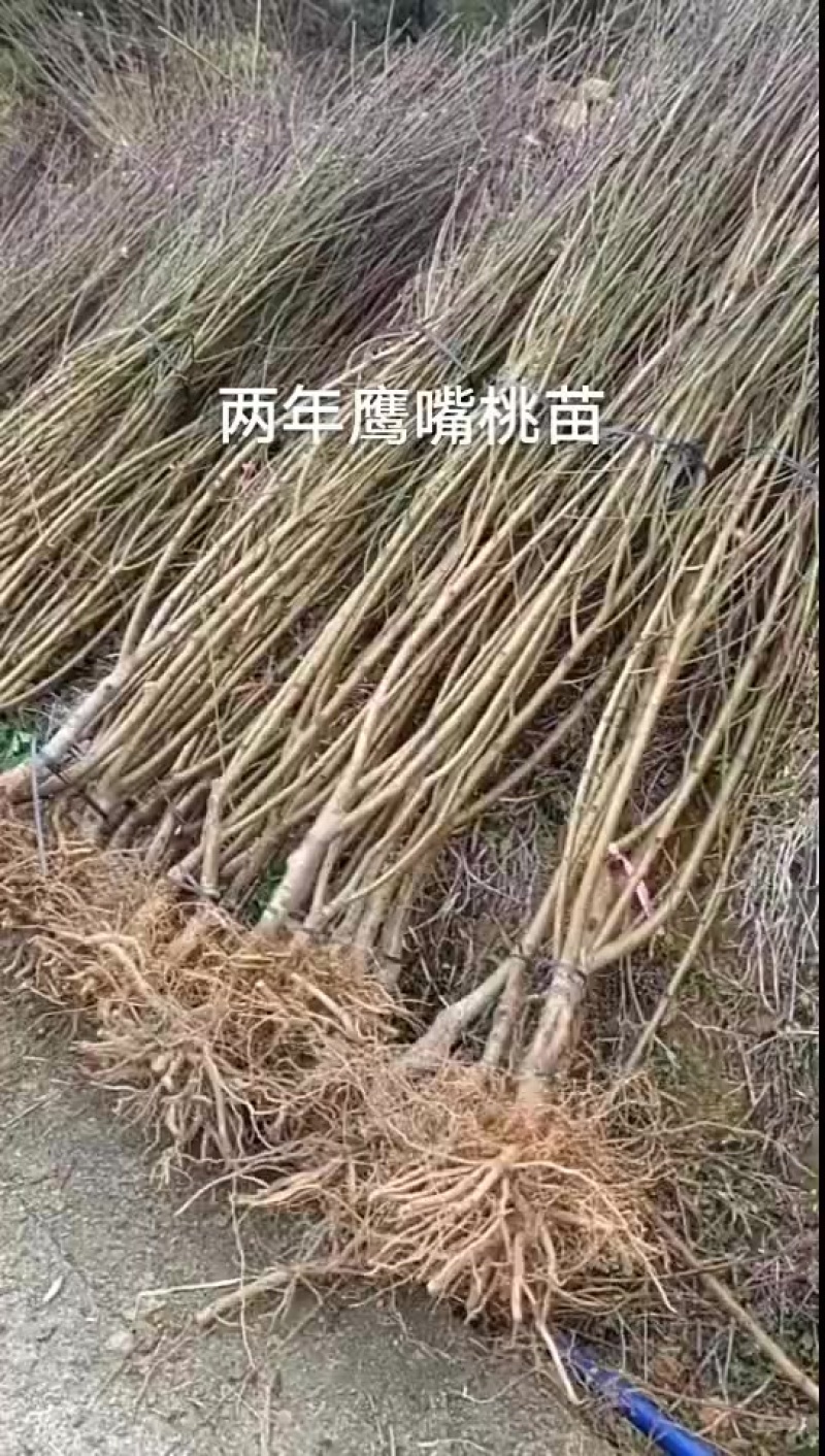 鹰嘴桃苗