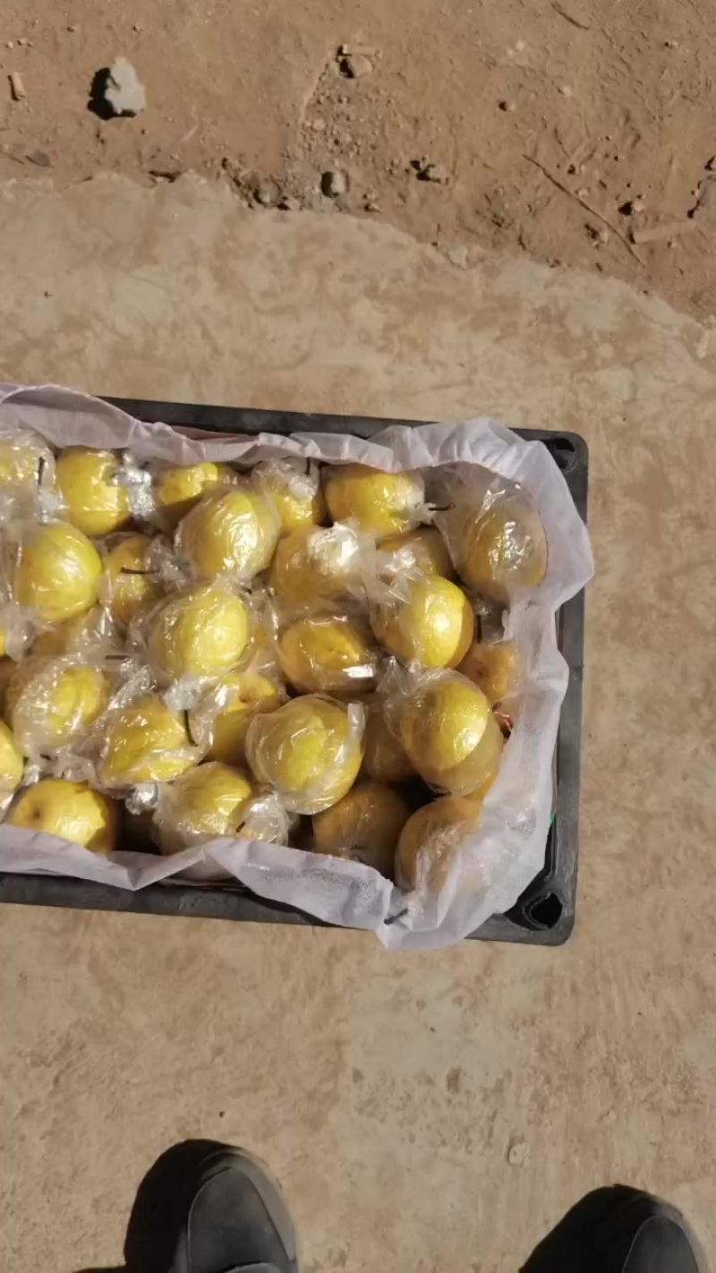 优质正在装车发往东北。产地直销河北昌黎。