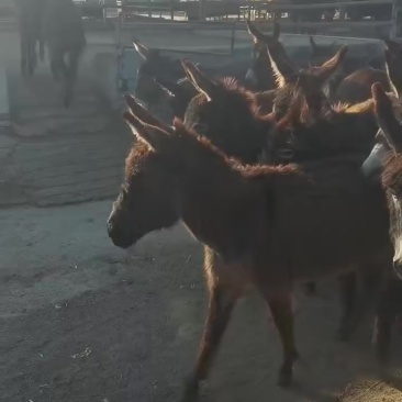 肉驴苗