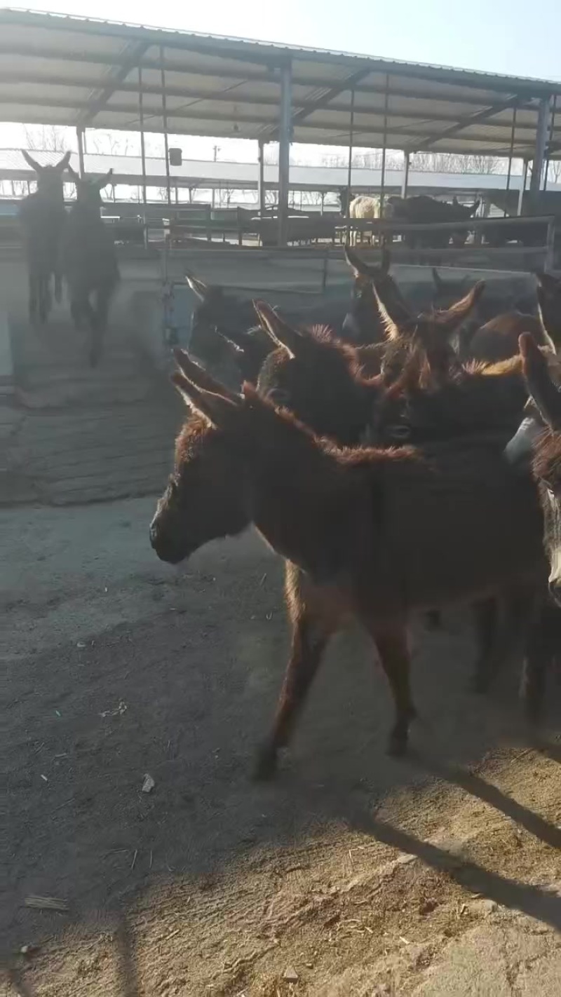 肉驴苗