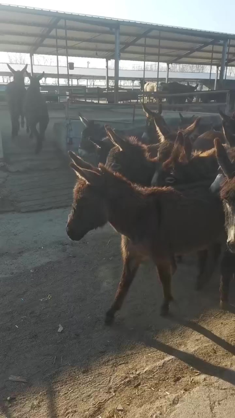 肉驴苗