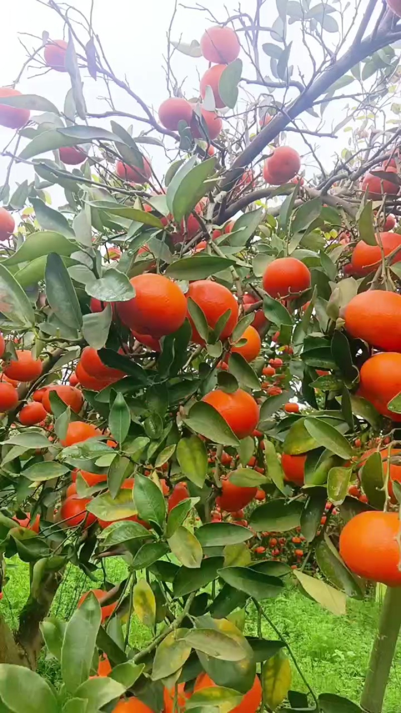三月红，默科特
