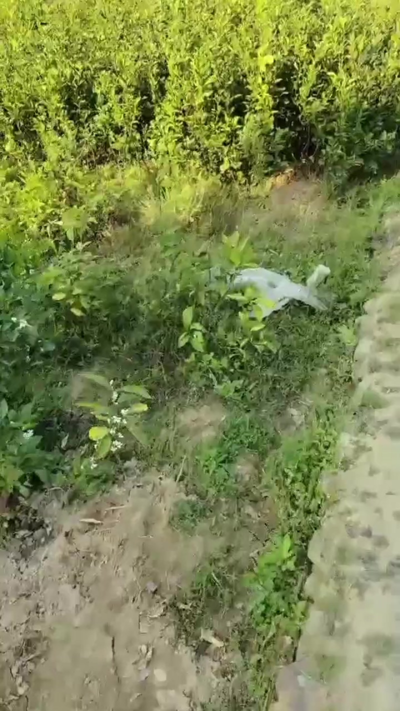 阳光一号桔柚苗
