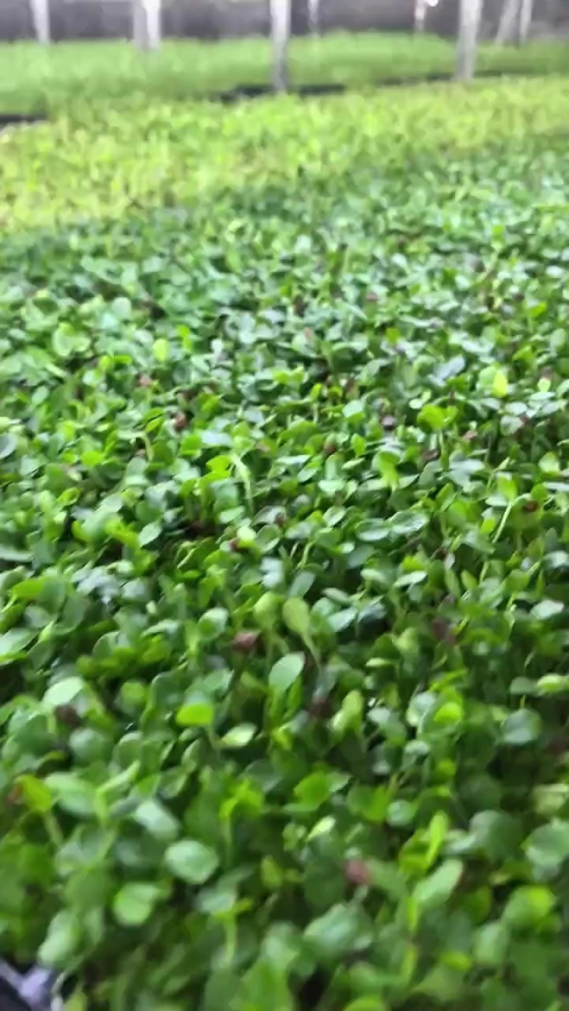 水培香椿苗