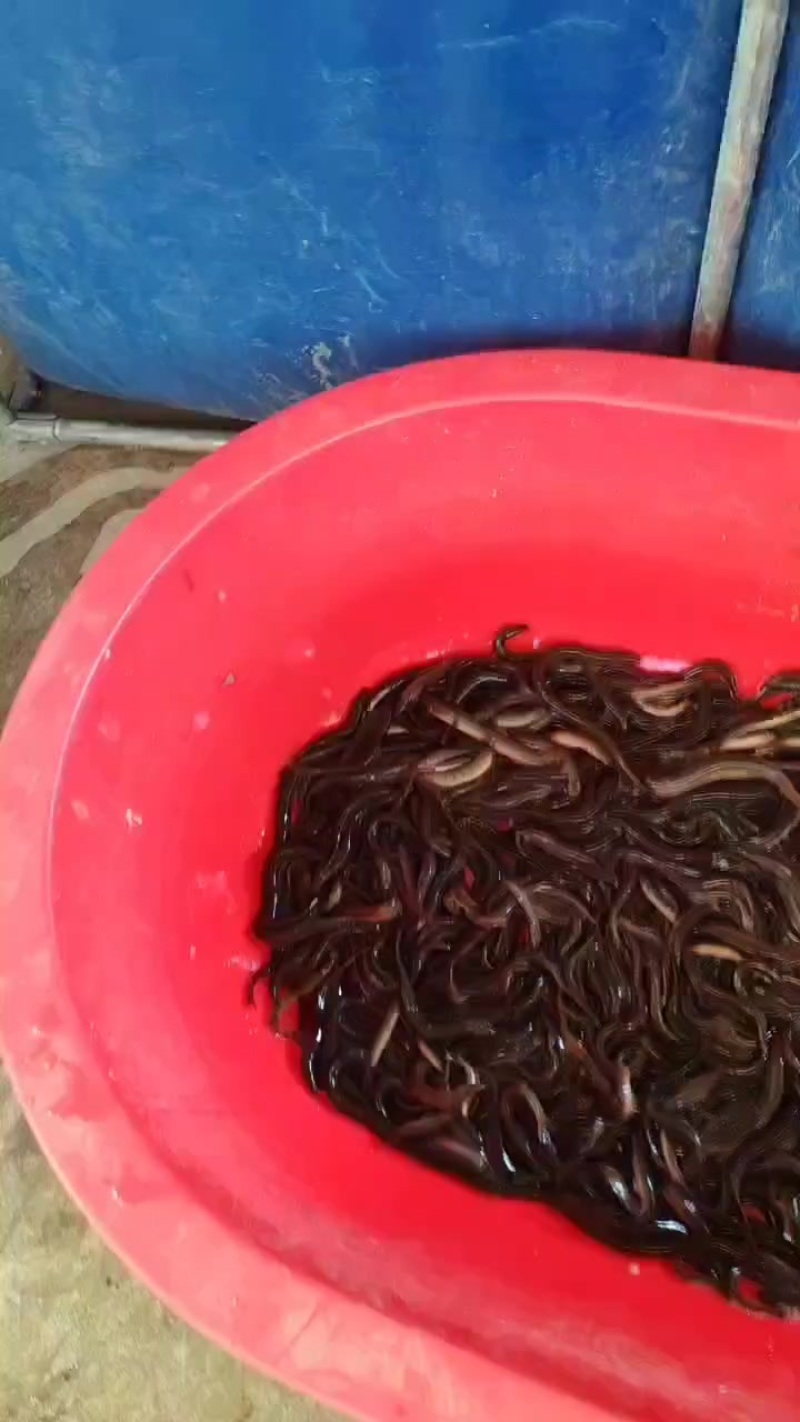 泥鳅