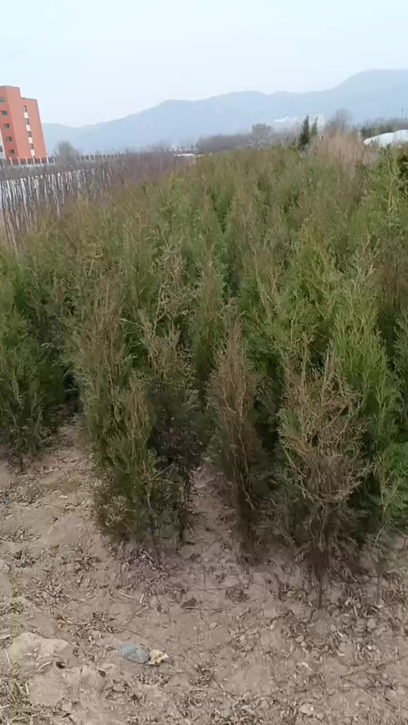 精品侧柏