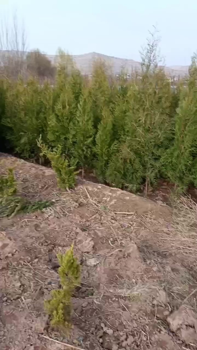 精品侧柏