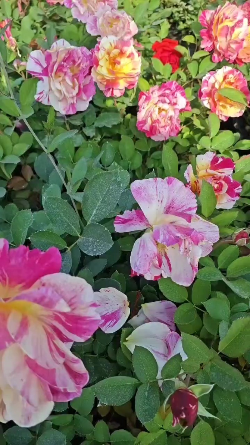 月季花苗