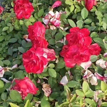 月季花苗