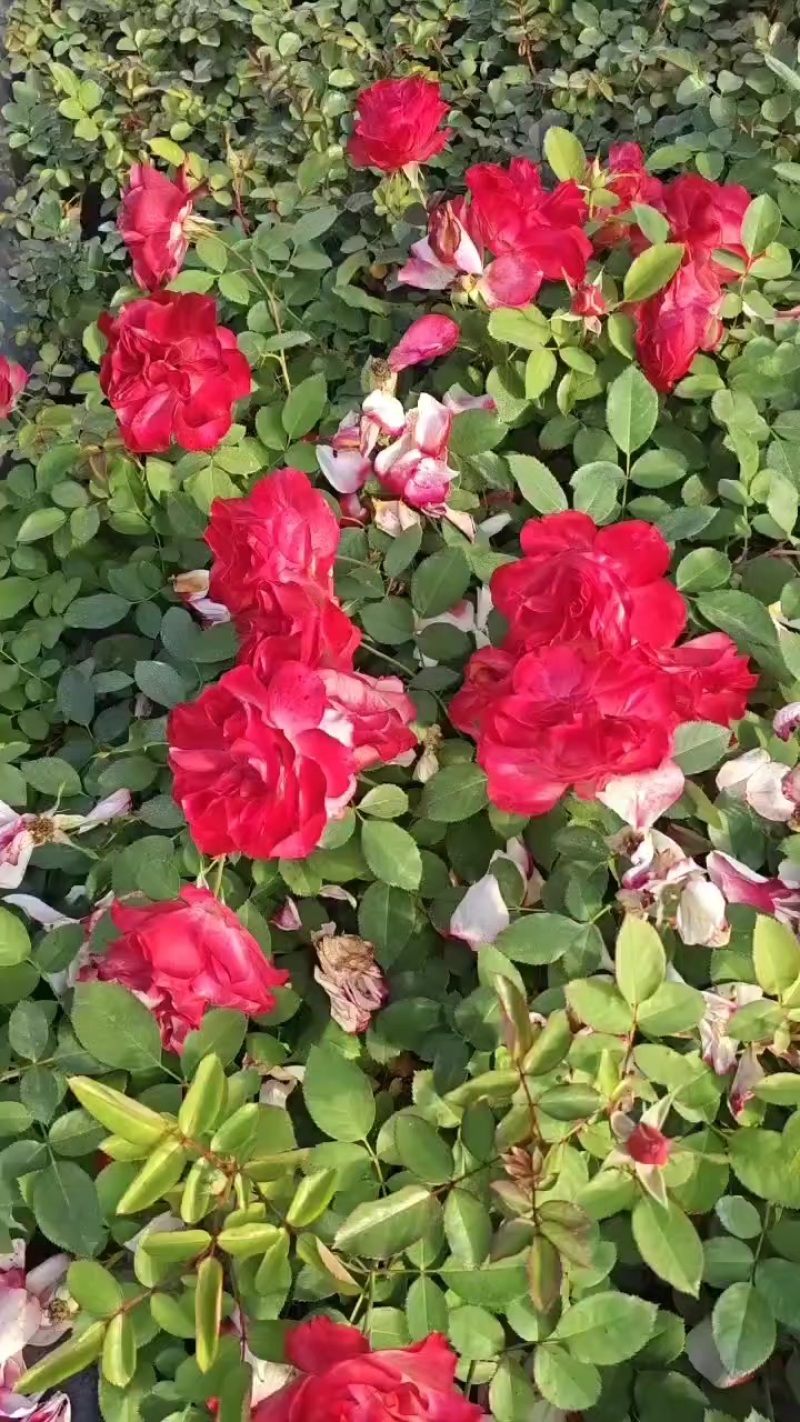 月季花苗