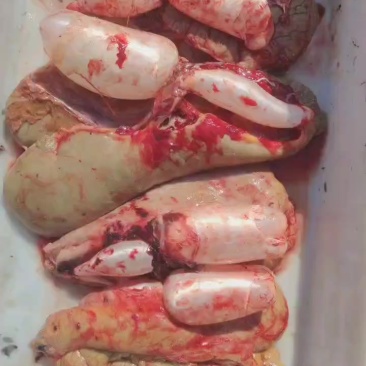 鱼籽各种规格鱼货