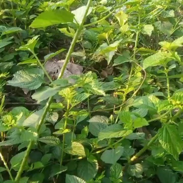 野生荨麻