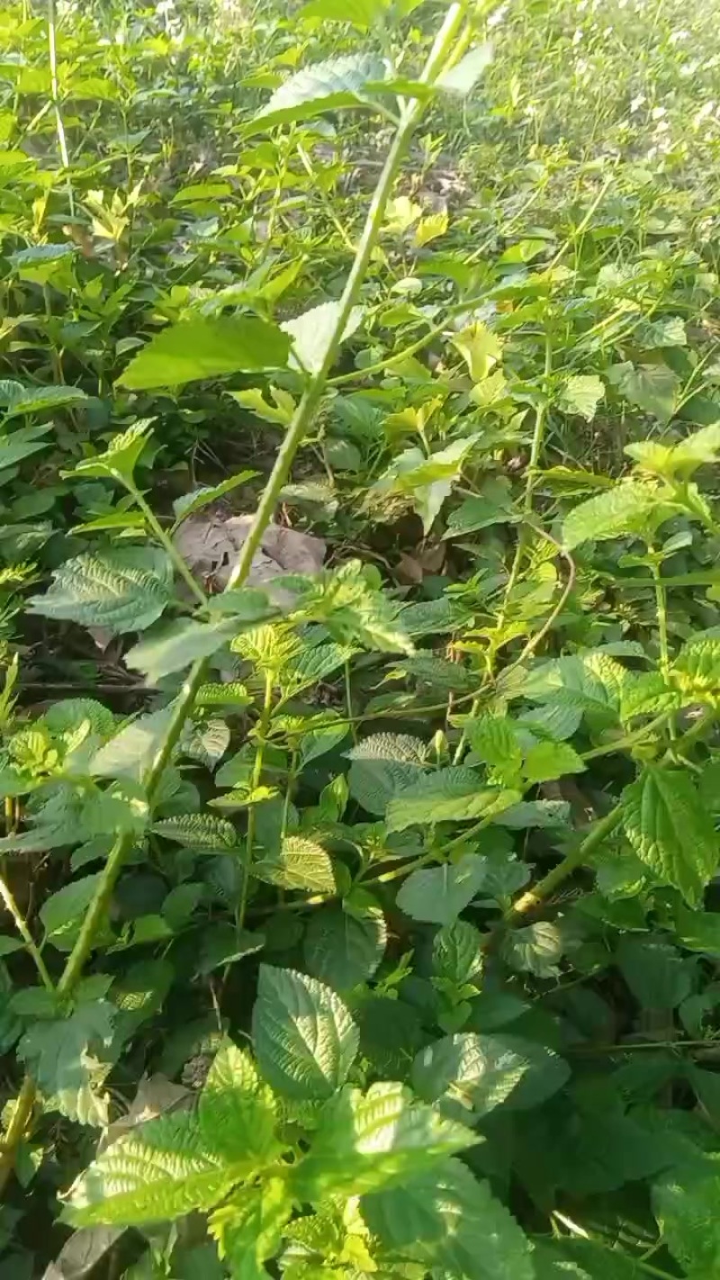 野生荨麻