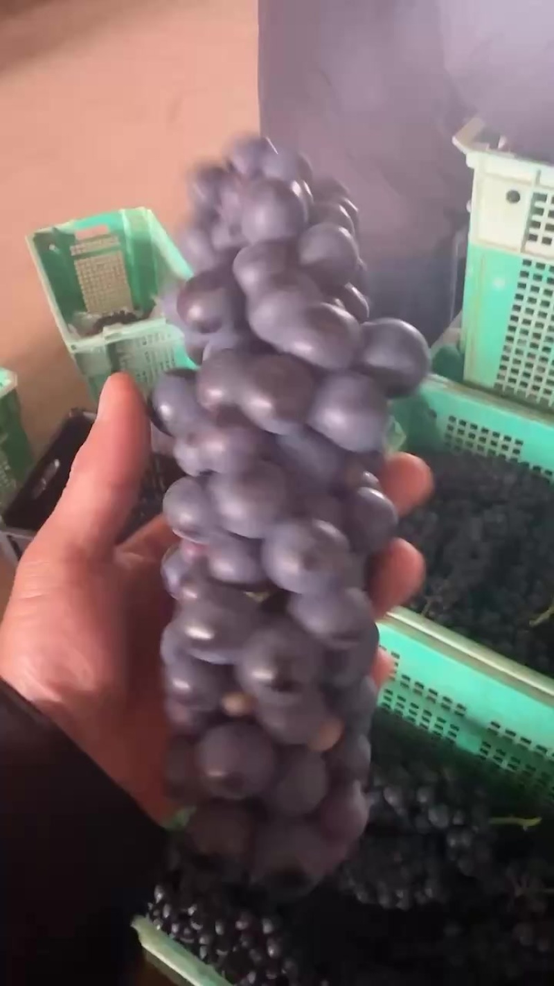 夏黑蓝莓葡萄，市场电商