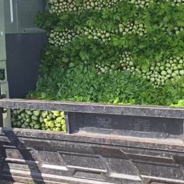 芹菜