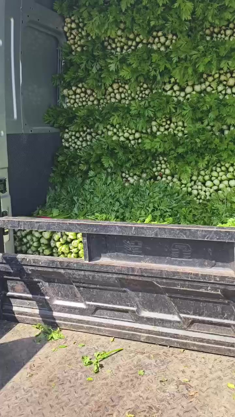 芹菜
