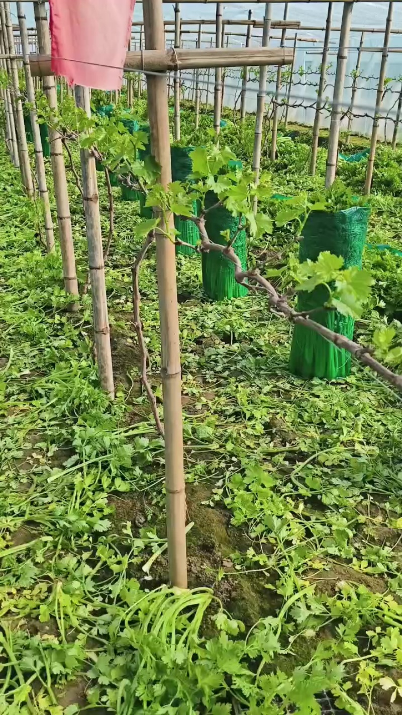 芹菜