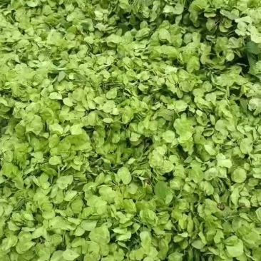 新鲜榆钱